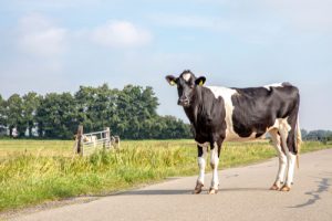 Cow on Road
