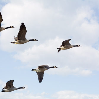 Canadian Geese
