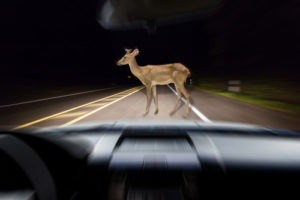 Deer In Roadway