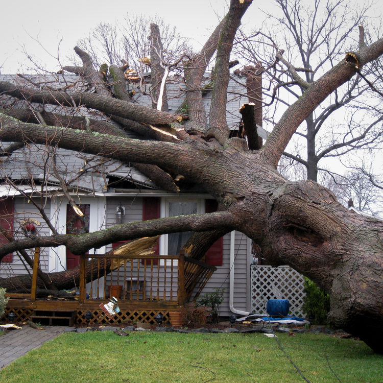 Damage From Falling Trees