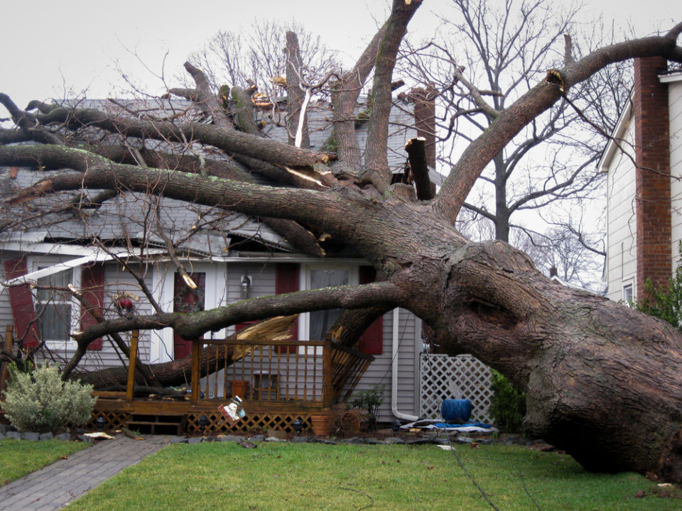 Property – Large Tree On Top of House Damage From Falling Trees