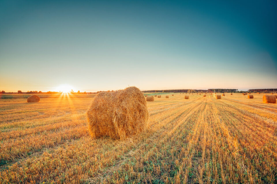 Rural,Landscape,Field,Meadow,With,Hay,Bales,After,Harvest,In Hay