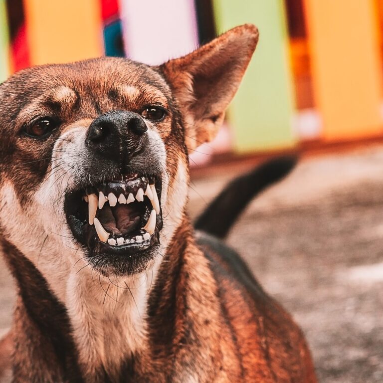 Aggressive,Dog,Shows,Dangerous,Teeth.angry,Animal,Hard,Attack,Head,Detail